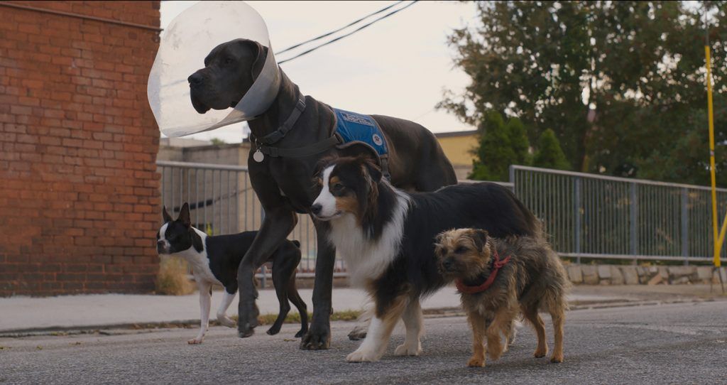 Los protagonistas de Vida perra en un entorno mas urbano. Universal Pictures